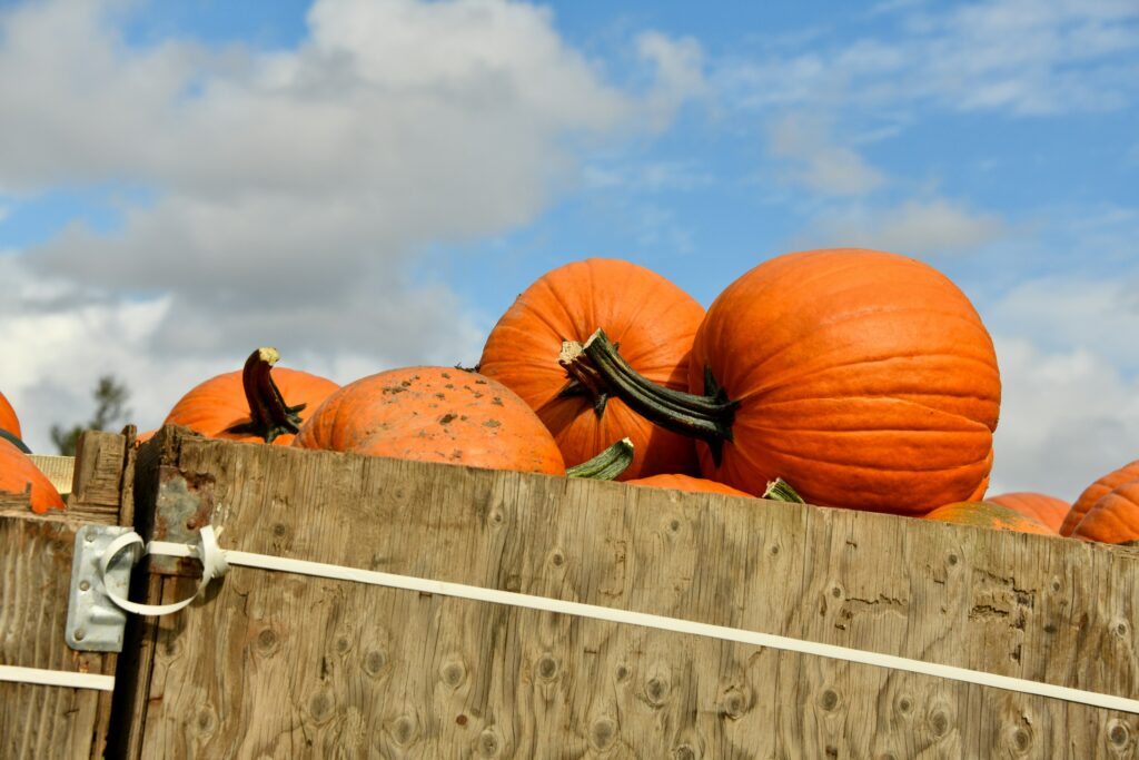Bizarre pumpkin regatta Oregon viral