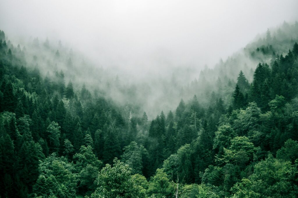 bizarre news tree bleeds red blood Oregon forest DNA analysis mammalian plant hybrid