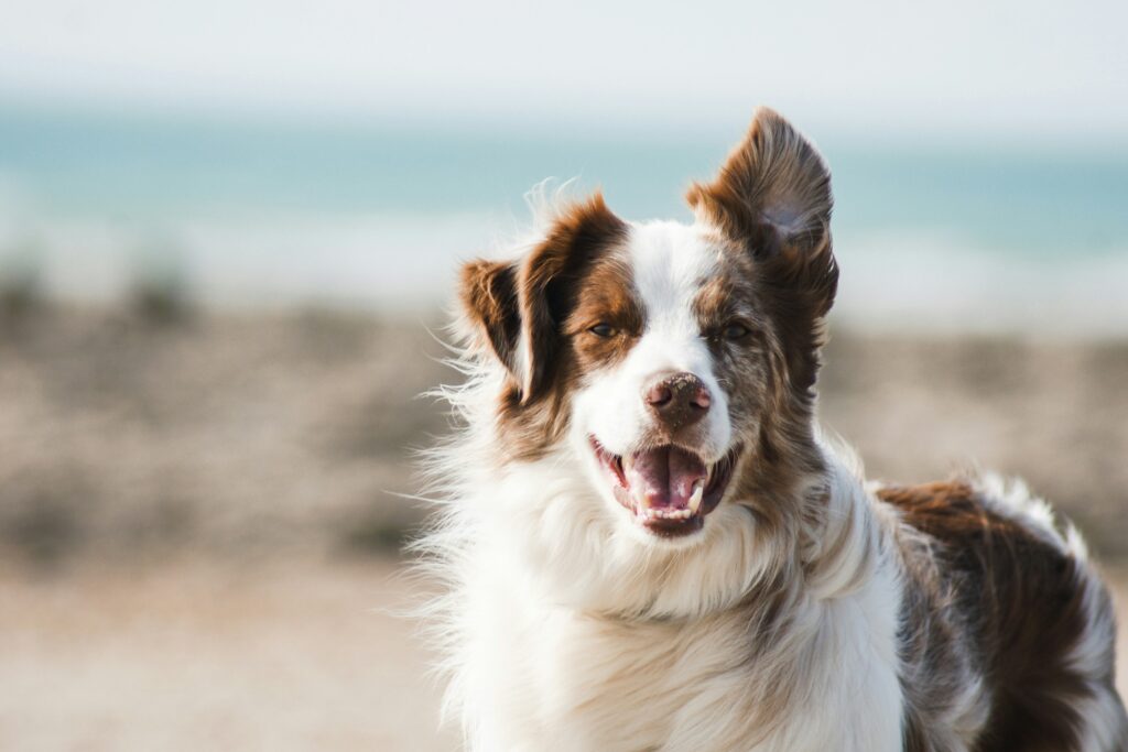 unusual news October 17 2025 golden retriever dog shopping online pet toys Amazon purchase