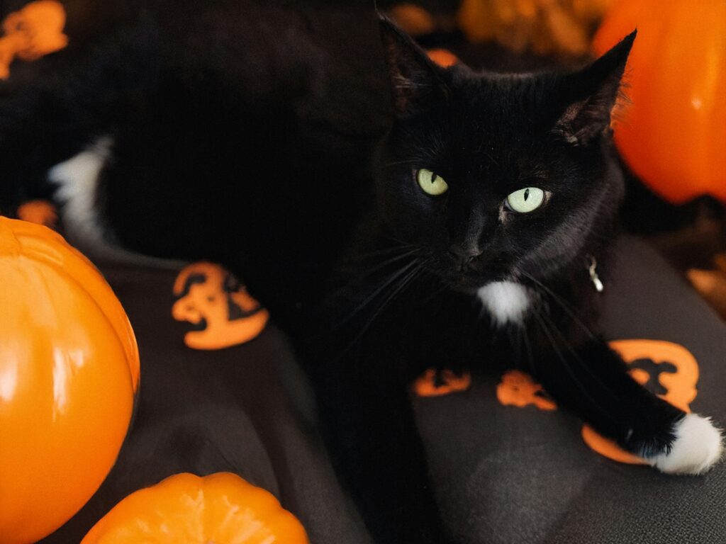 Black cat adoption ban, a bizarre Halloween news 2025 story.