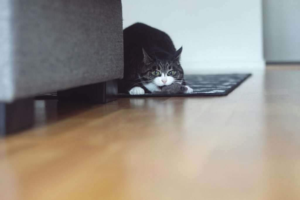 bizarre news stories cat dropping mouse in dinner pot security camera footage