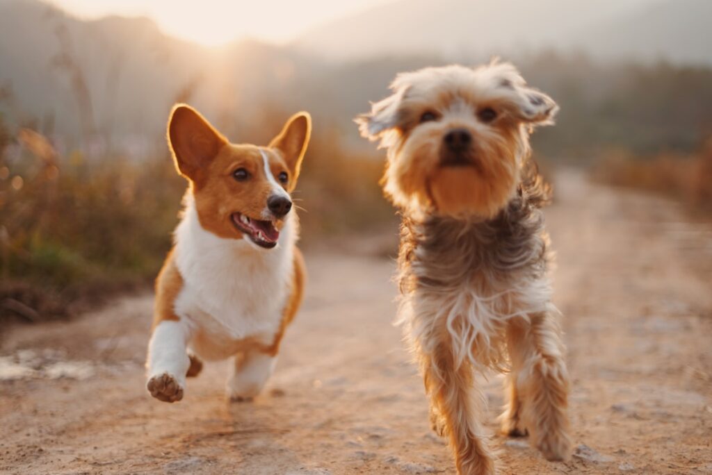 Bizarre news 2025 October unusual news about animals and pets