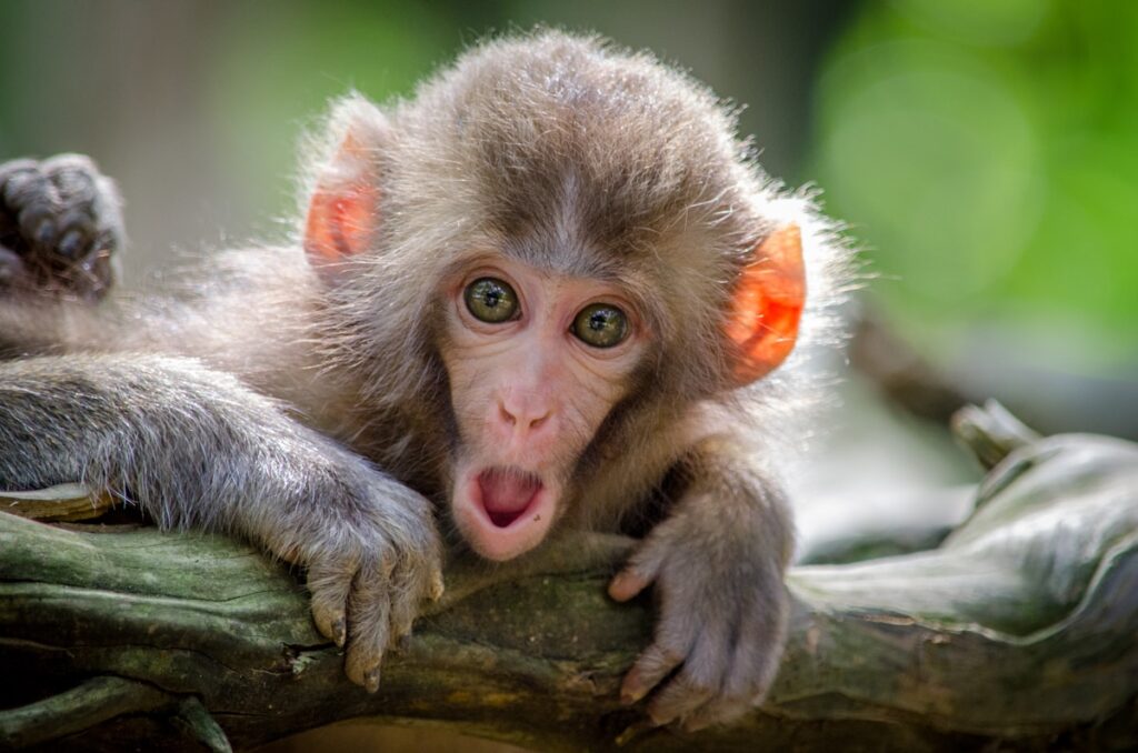 weird news today nov 7 2025 endangered monkey tamarin zoo birth