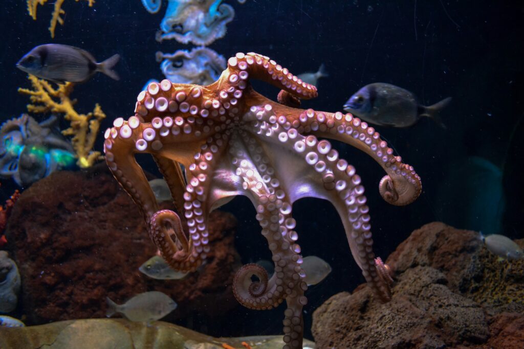 weird unusual news stories november 2025 octopus arms marine biology discovery